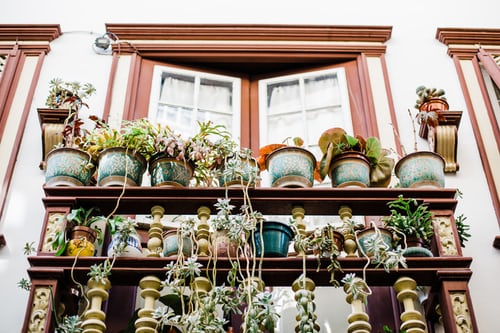 arroser les plantes en pot
